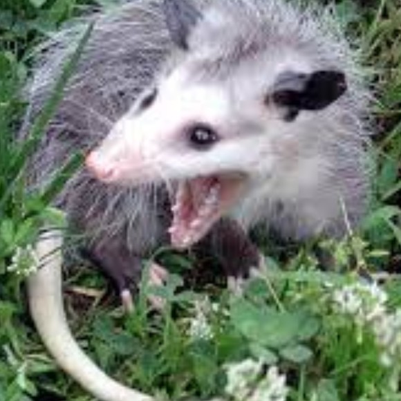 o_possum